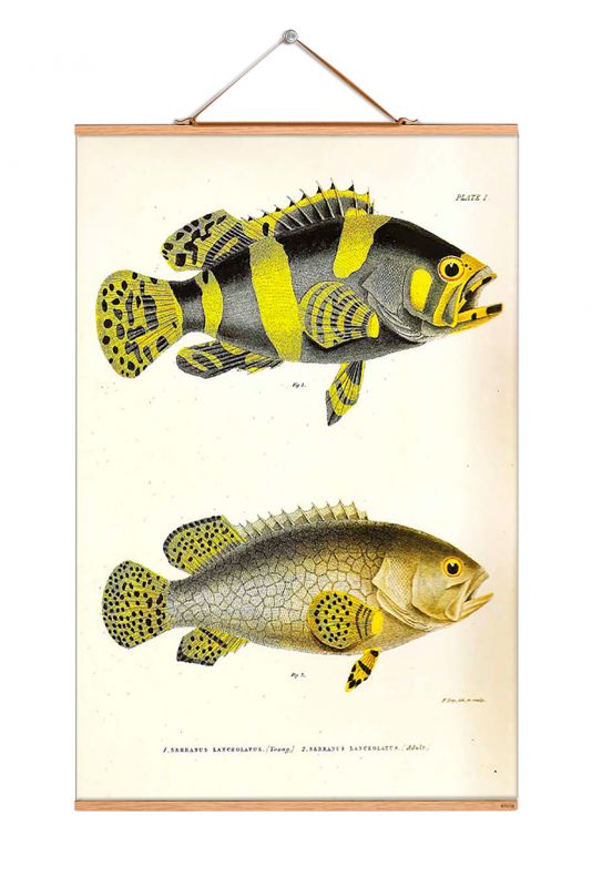 Fish Poster No 66 eicie EINZELSTÜCK